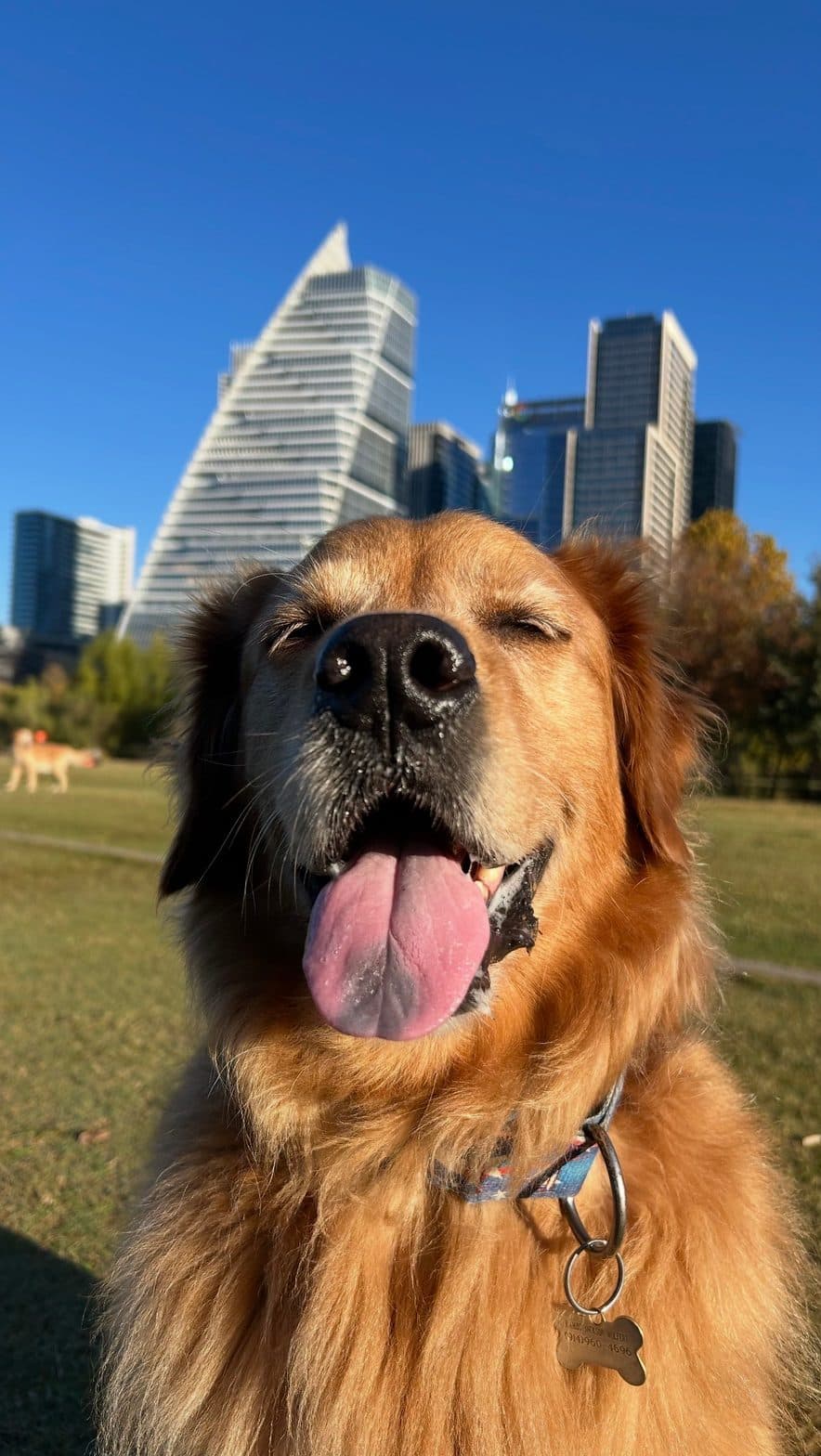 A phone photo of a happy golden retriever with its tongue out, a city skyline behind it in a park.